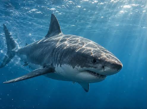 Maybe You Do Not Need to Keep Moving Like a Shark